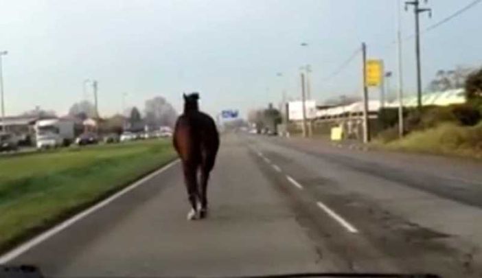 Cavalli scappano in strada a Buscate, uomo si ferisce per prenderli