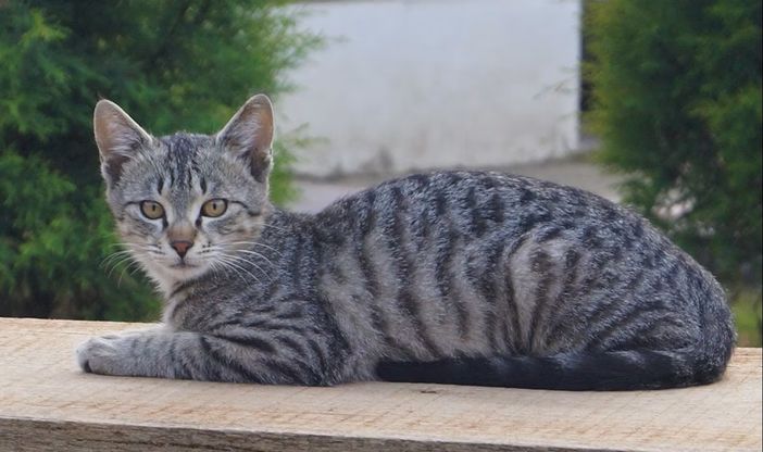Cani e Gatti all'Aperto: Benefici e Rischi della Vita Fuori Casa Cani e Gatti all'Aperto: Benefici e Rischi della Vita Fuori Casa