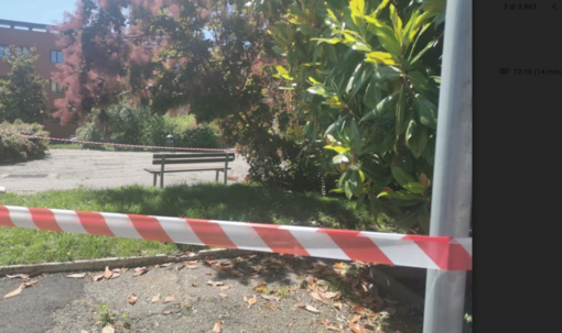 Invasioni di api nella piazza del Tribunale di Vercelli