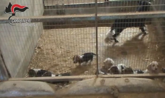 Novarese, allevamento abusivo e ‘lager’ di bulldog: sequestri e denunce