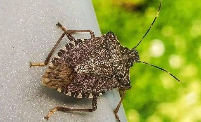 Cimice asiatica, danni all’agricoltura per 600 milioni di euro (350 al nord)