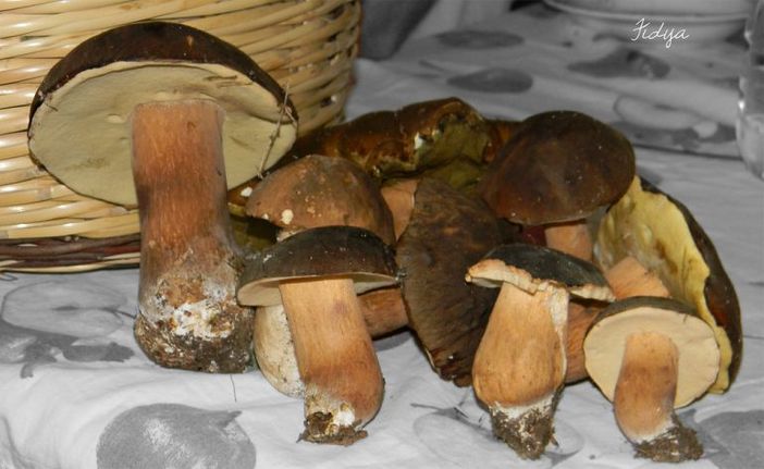 Diecimila intossicazioni da funghi l’anno: ecco come evitarle