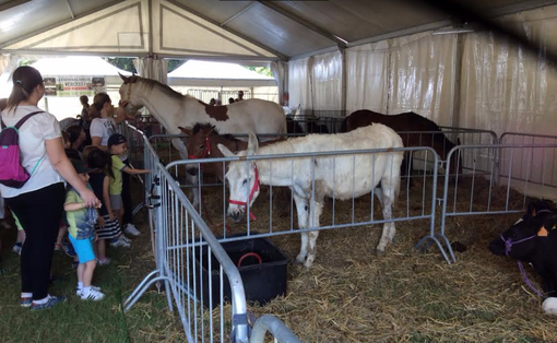 Vercelli: i dinosauri giganti, Iginio Massari, gli eventi di sport e intrattenimento: una Fattoria in Città per tutti i gusti