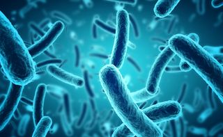 Pavia: al Policlinico San Matteo scoperte due nuove specie batteriche Pavia: al Policlinico San Matteo scoperte due nuove specie batteriche