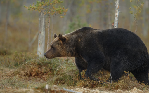 Il Parco Val Grande non accoglierà dal Trentino l’orsa JJ4 Il Parco Val Grande non accoglierà dal Trentino l’orsa JJ4