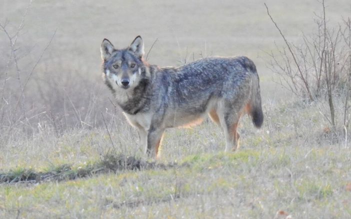 Oltrepò: avvistato un lupo alle porte di Broni, le associazioni invitano a non cedere a inutili allarmismi Oltrepò: avvistato un lupo alle porte di Broni, le associazioni invitano a non cedere a inutili allarmismi
