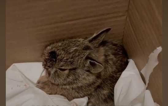 Bonny è grave, ma se ce la farà sarà merito di Sophia che non si è arresa e l'ha portata al rifugio