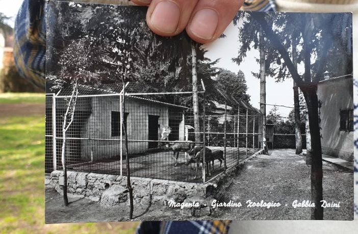 Lo zoo dei giardini di Casa Giacobbe: l’orso bruno, il lama e i daini della Magenta anni ’60, ’70