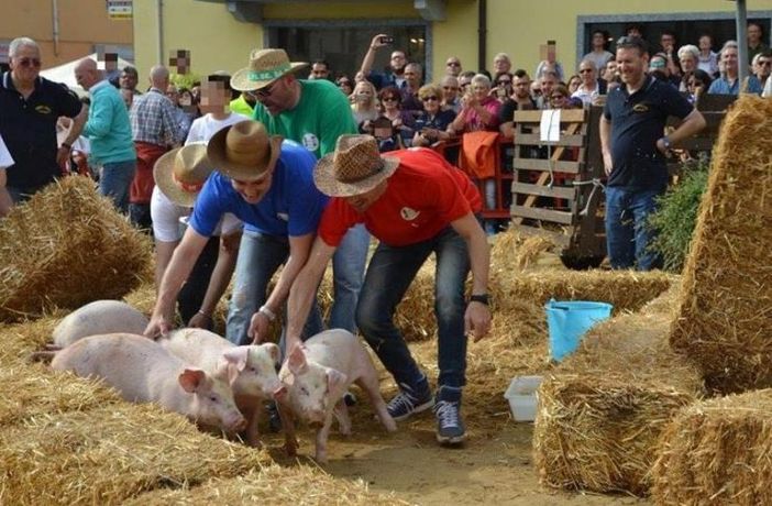 Rischio peste suina: annullato palio dei maialini a Cilavegna Rischio peste suina: annullato palio dei maialini a Cilavegna