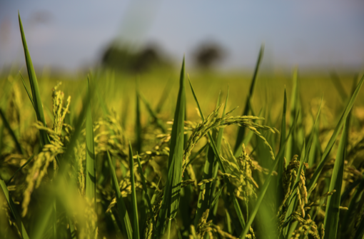 Myanmar, Ciocca (Lega): “Bene stop Ue a riso militari golpisti” Myanmar, Ciocca (Lega): “Bene stop Ue a riso militari golpisti”