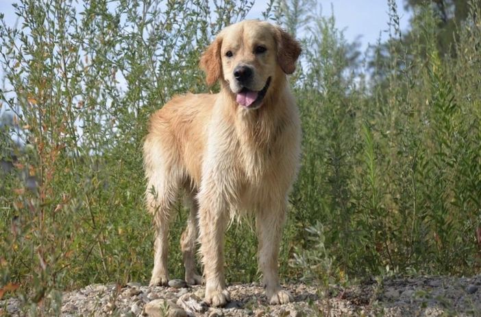 Vercelli: Sos per Adone, fuggito spaventato dopo l'incidente mortale