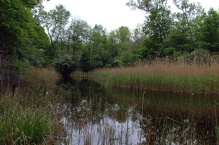 Parco Ticino: zone umide, boschi, marcite e praterie ai Geraci di Motta Visconti Parco Ticino: zone umide, boschi, marcite e praterie ai Geraci di Motta Visconti
