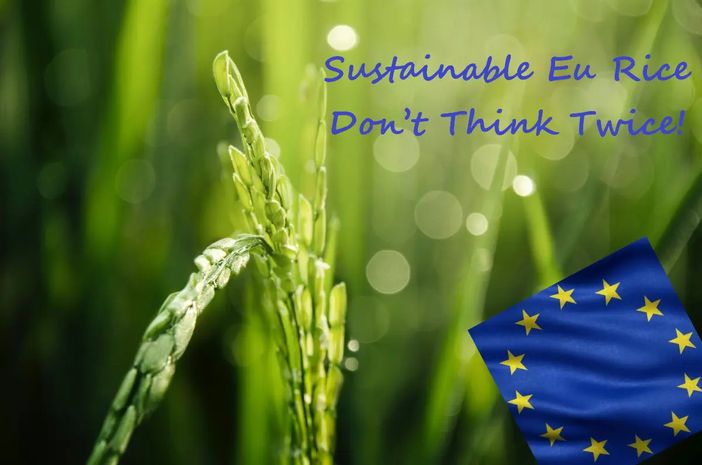 Pavia, ecco il riso "eco sostenibile" lanciato da Knorr Pavia, ecco il riso "eco sostenibile" lanciato da Knorr