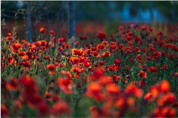 Foto: Denti Pompiani Maurizio© Foto: Denti Pompiani Maurizio©