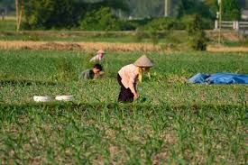 Coldiretti, con accordo Vietnam arriva riso sfrutta bambini