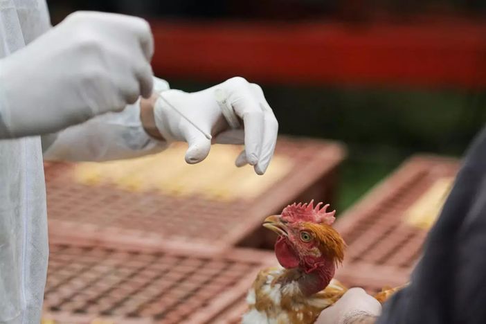 Aviaria, in Lombardia primo caso umano rilevato in Europa: «Paziente atterrato a Malpensa da un Paese africano»
