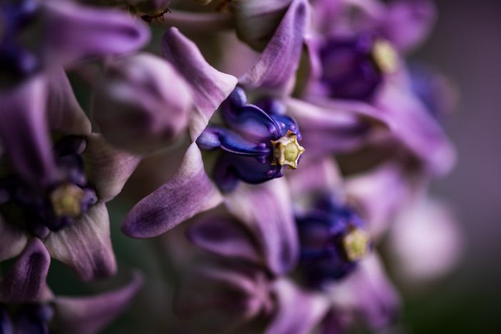 Ph. Maurizio Denti Pompiani© Ph. Maurizio Denti Pompiani©