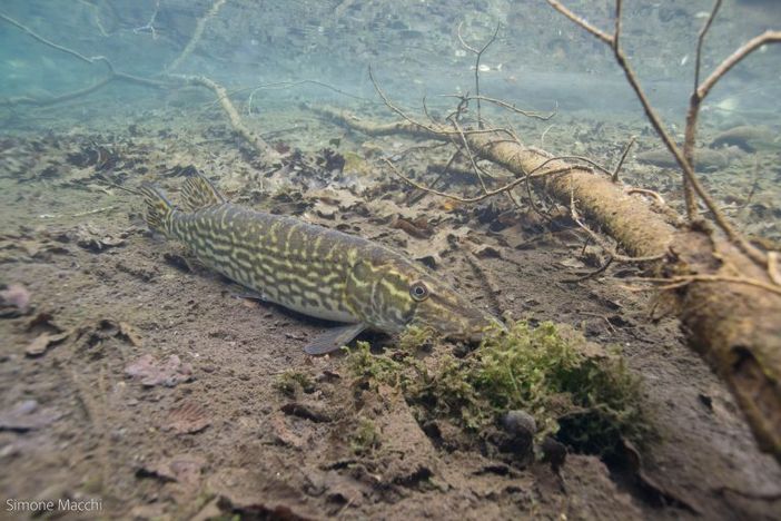 Uno splendido esemplare di Luccio italico immortalato da Simone Macchi nelle acque del Ticino