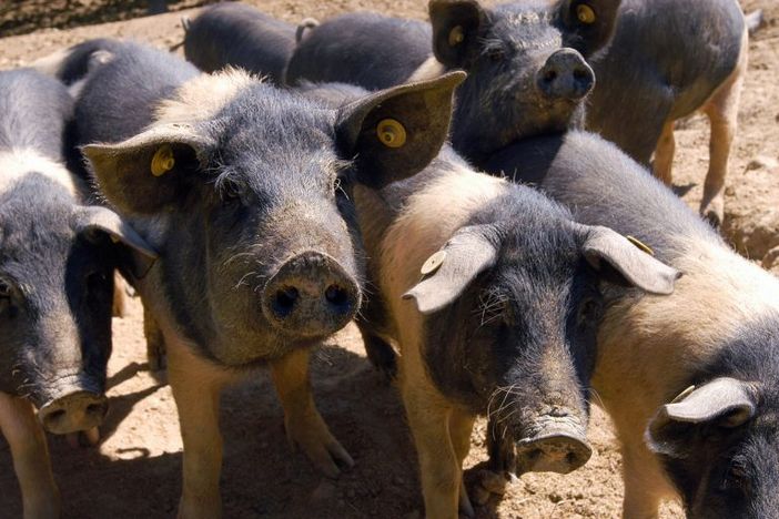 Pavese: peste suina africana. Irruzione di Polizia e Ats. Maiali abbattuti a Sairano