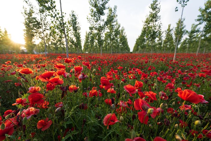 Vigevano: i papaveri nel campo della Morsella, immortalati negli scatti di Maurizio Denti Pompiani