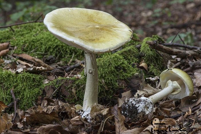 Tragedia nel Comasco: mangia funghi velenosi e muore. Gravi la moglie e la badante Tragedia nel Comasco: mangia funghi velenosi e muore. Gravi la moglie e la badante