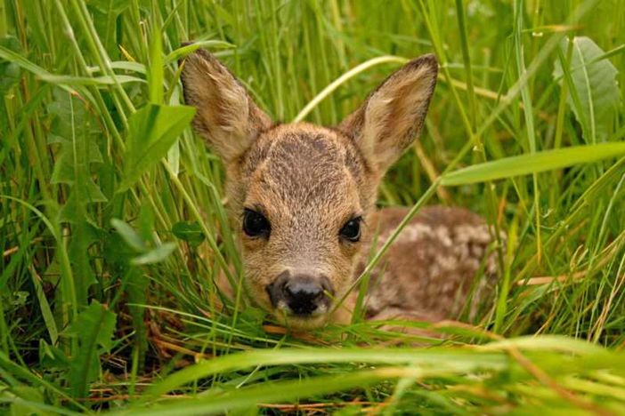 Gaggiano: salvati due caprioli caduti nel Naviglio, liberati in un'area protetta Gaggiano: salvati due caprioli caduti nel Naviglio, liberati in un'area protetta