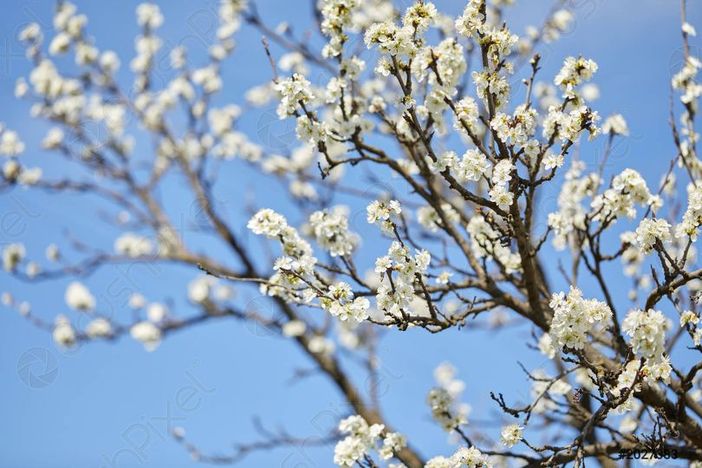 Festa dell’Albero, Cresce il Giardino dei Ciliegi di Trecate