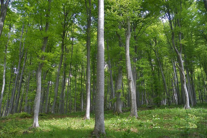 Manovra, voucher salvaboschi dopo strage