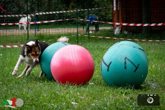 Cani a Petsfestival 2022, per divertirsi insieme Cani a Petsfestival 2022, per divertirsi insieme