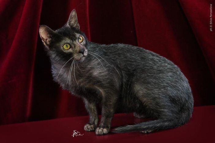 A Petsfestival 2022 gatti da tutto il mondo! A Petsfestival 2022 gatti da tutto il mondo!