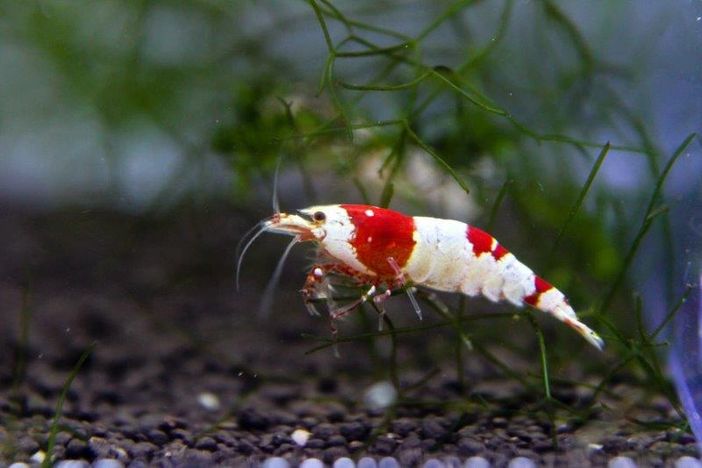 Petsfestival 2021: l’acquariologia è di casa Petsfestival 2021: l’acquariologia è di casa