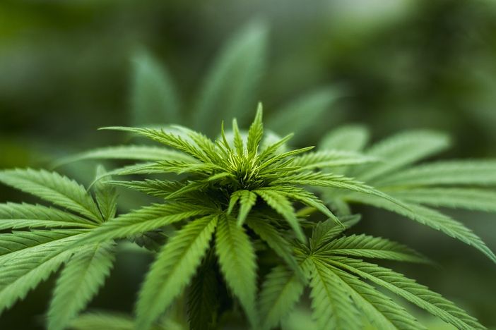 L'aumento dell'uso di CBD in Italia sta cambiando il panorama delle prescrizioni