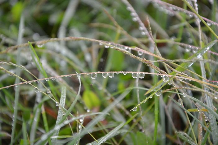 La rugiada abbondante e le nebbie sono una caratteristica autunnale (foto P. Valisa - Centro Geofisico Prealpino) La rugiada abbondante e le nebbie sono una caratteristica autunnale (foto P. Valisa - Centro Geofisico Prealpino)
