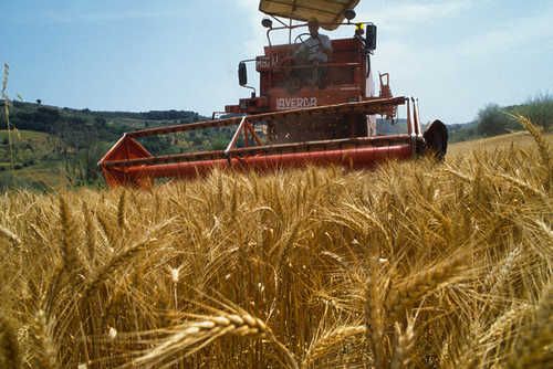 Regione, agricoltura: con il 2019 torna l’anticipo PAC