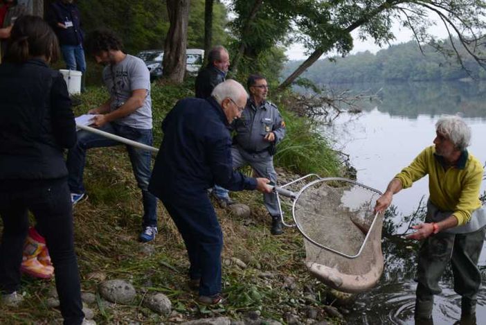 Gli storioni del fiume Ticino tornano a ripopolare il mar Adriatico