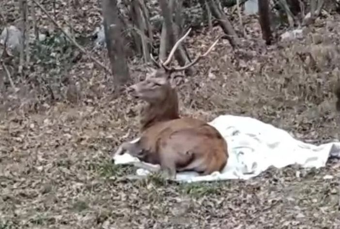 Spaventato dai botti fugge tra le vie di Nova Milanese, cervo recuperato e salvato Spaventato dai botti fugge tra le vie di Nova Milanese, cervo recuperato e salvato