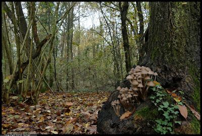 Boffalora Ticino: riprende lo spaccio nei boschi dopo gli impianti sportivi di via Giulini Boffalora Ticino: riprende lo spaccio nei boschi dopo gli impianti sportivi di via Giulini