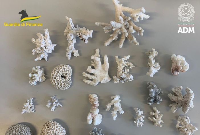 I coralli sequestrati all'aeroporto di Linate