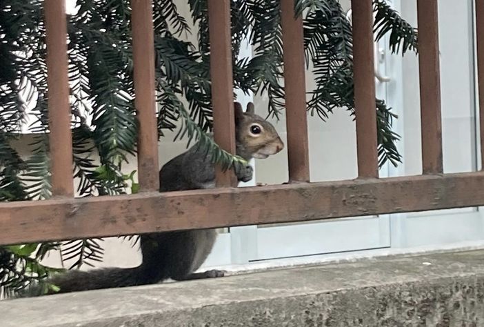 LA FOTO. Busto, quello scoiattolo pensieroso in città che riesce sempre a ispirare meraviglia LA FOTO. Busto, quello scoiattolo pensieroso in città che riesce sempre a ispirare meraviglia