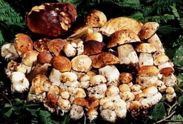 Funghi, già 58 intossicazioni nel 2019. La Regione: ‘Controllare è importante’