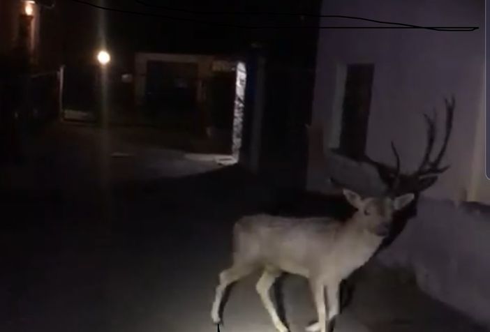 Vigevano: cervo semina il panico in corso Milano, dopo due ore di inseguimento viene salvato dai carabinieri