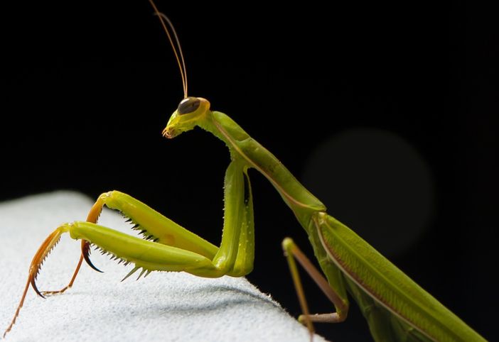 Foto: Denti Pompiani Maurizio© Foto: Denti Pompiani Maurizio©