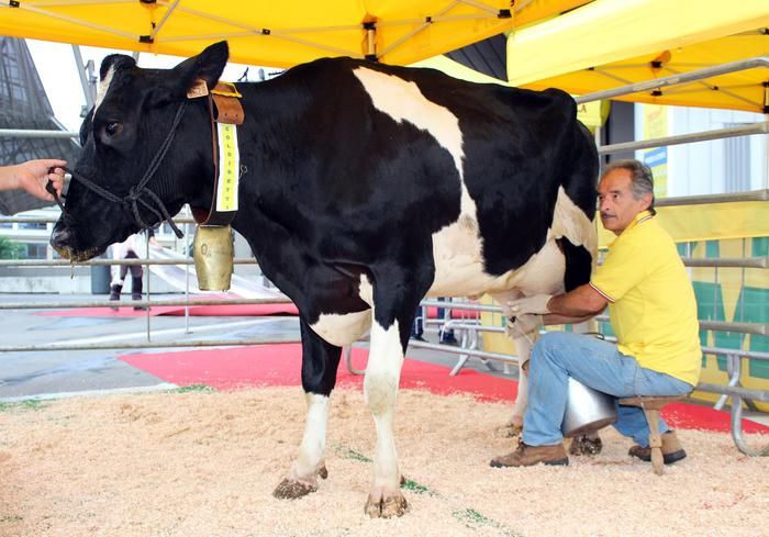 Lactalis disdice il contratto sul prezzo latte. Allevatori lombardi in subbuglio