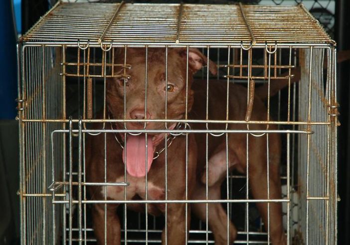 Bimba di due anni e mezzo ferita gravemente da un pitbull nel Milanese Bimba di due anni e mezzo ferita gravemente da un pitbull nel Milanese