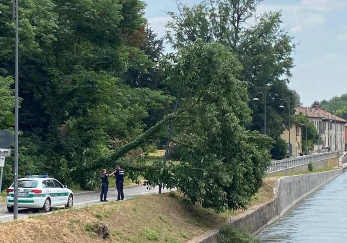 Robecco sul Naviglio, chiuso il tratto di via Ripa Naviglio dopo il crollo dell’albero di ieri