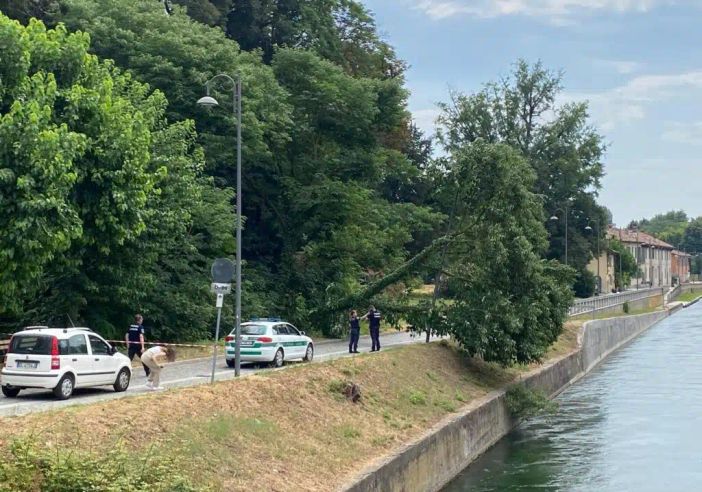 Robecco sul Naviglio: grosso albero crolla lungo via Ripa, strada chiusa