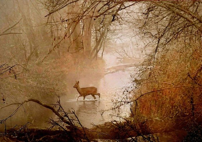 Magenta: dieci anni a raccontare il Parco del Ticino con le fotografie, la passione di Marcello Stoppa Corona Magenta: dieci anni a raccontare il Parco del Ticino con le fotografie, la passione di Marcello Stoppa Corona