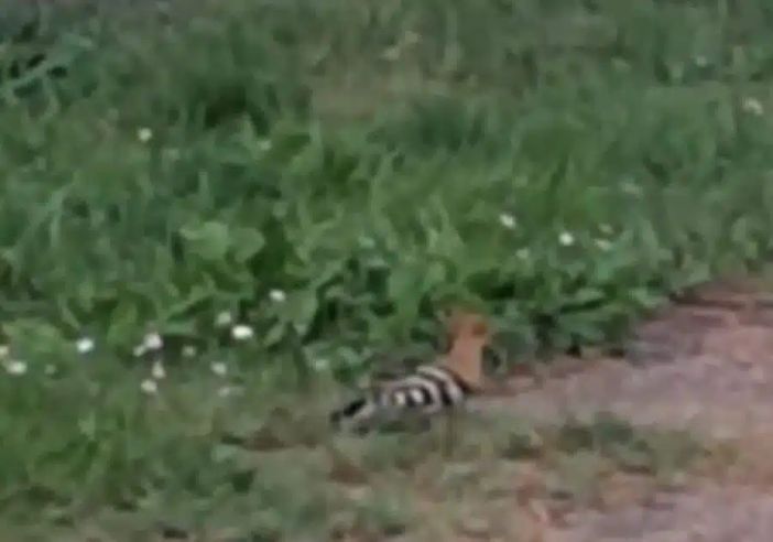 Magenta, natura in città: un’elegante upupa scorrazza nel parco di via Bernini