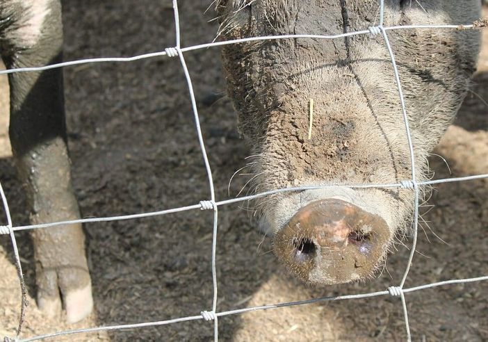 Peste suina, Tar Lombardia respinge ricorso animalisti contro abbattimento Peste suina, Tar Lombardia respinge ricorso animalisti contro abbattimento