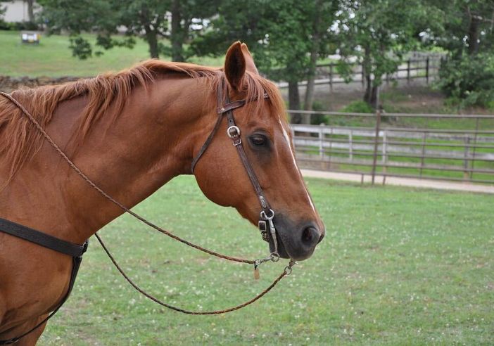 Buccinasco, 23enne disarcionata da cavallo Buccinasco, 23enne disarcionata da cavallo